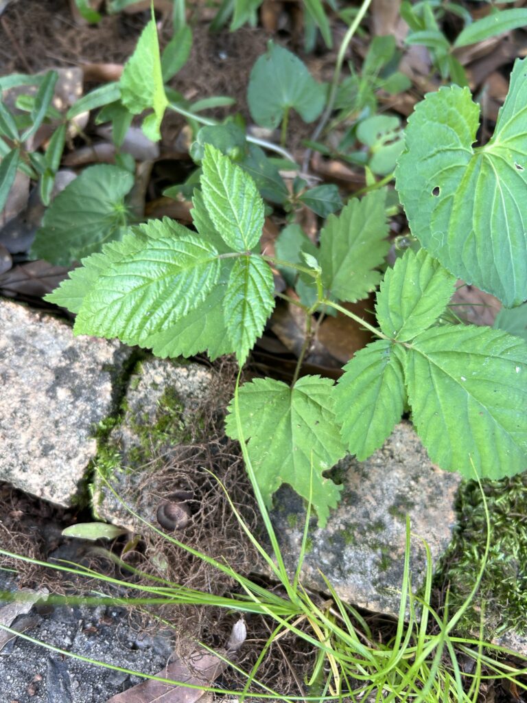 rubus A young rubus, a blackberry variety growing among stones.