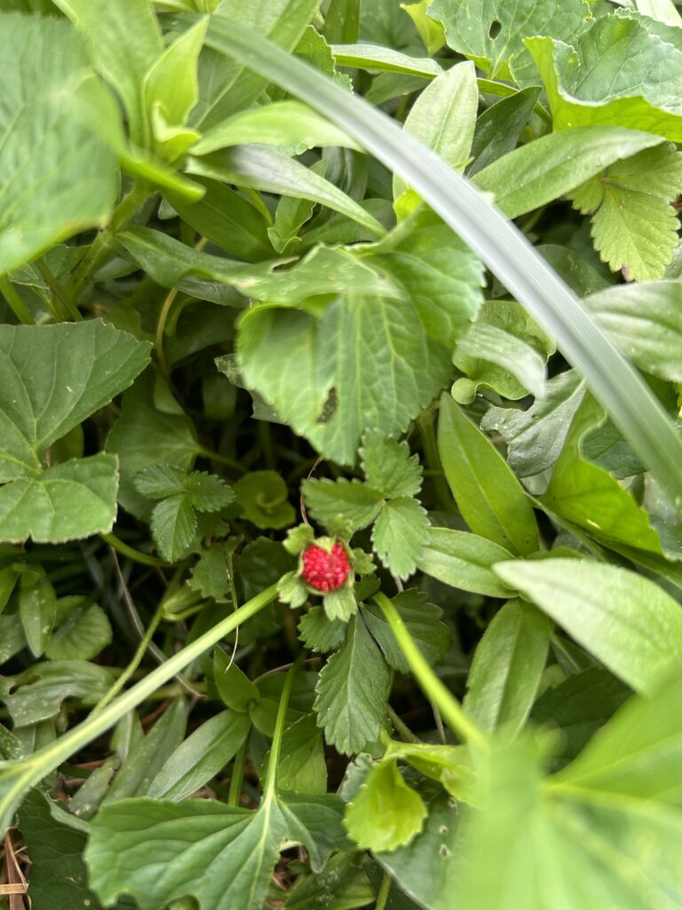 mock-strawberry Mock strawberry hidden among other greenery, such as violets and buttonweed.